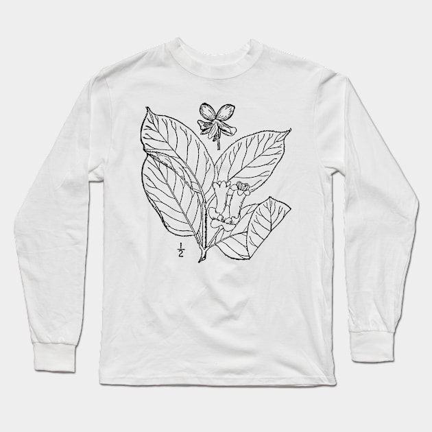 Botanical Scientific Illustration Black and White - Lonicera involucrata Long Sleeve T-Shirt by pahleeloola